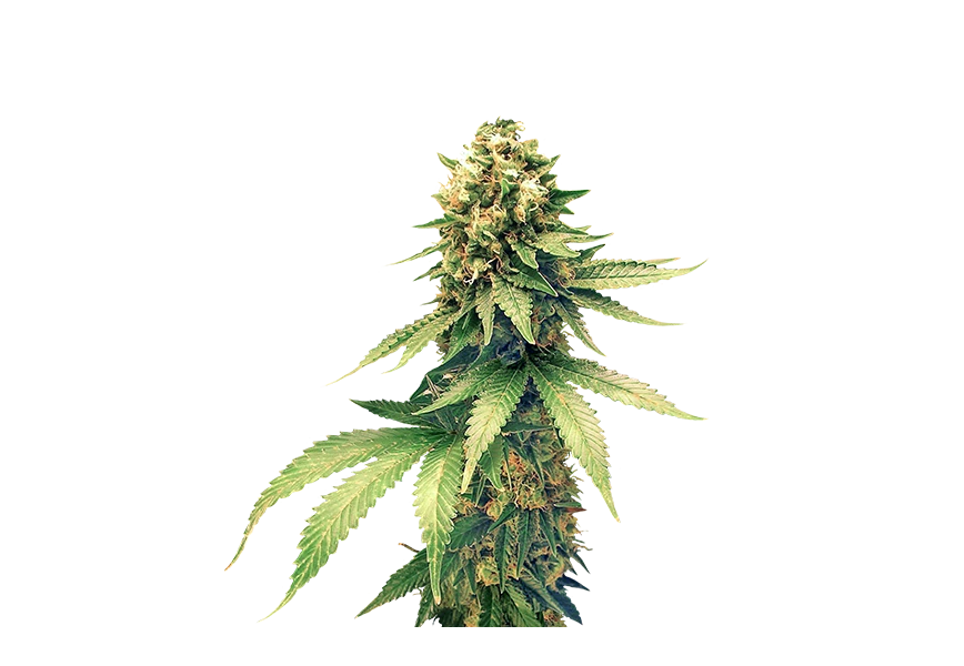Free Premium PNG Fresh and vibrant green marijuana leaves on png