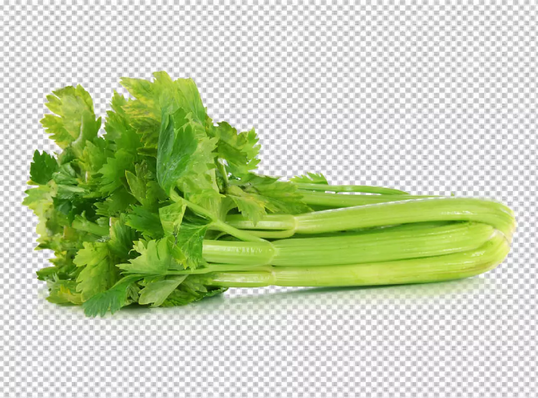 Free Premium PNG Fresh celery isolated on white background Clipping path included transparent background 