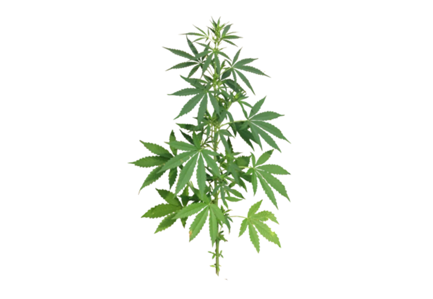 Free Premium PNG Front view cannabis leaf png