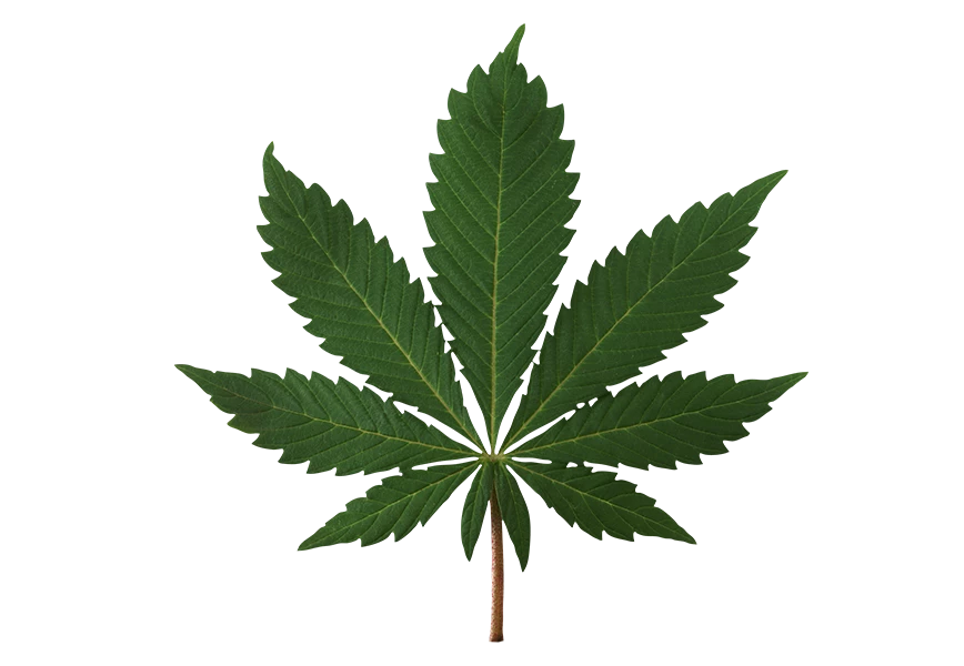 Free Premium PNG Front view cannabis leaf transparent background isolate 
