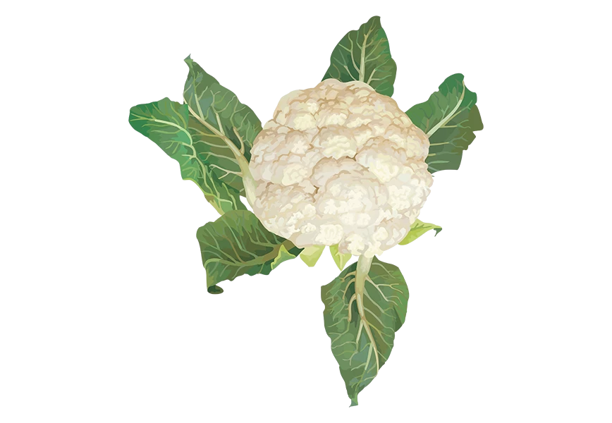 Free Premium PNG Front view cauliflower with leaves transparent background
