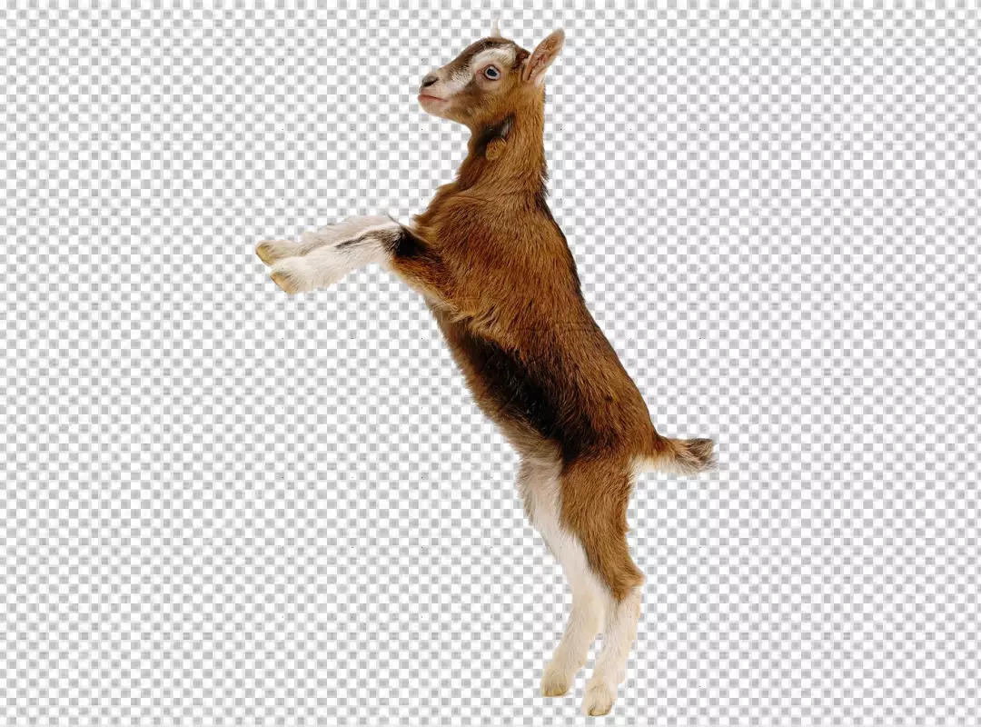 Free Premium PNG Goat isolated on transparent background png