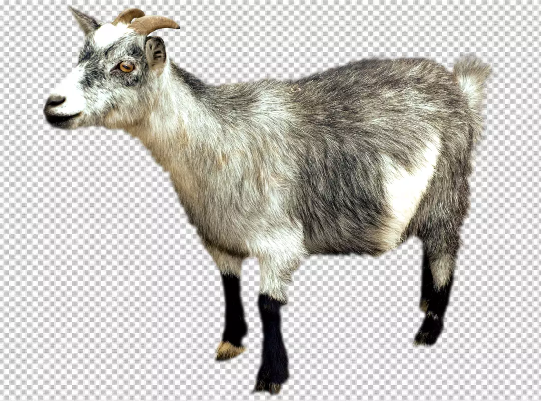 Free Premium PNG Goat with horns transparent backgroud 