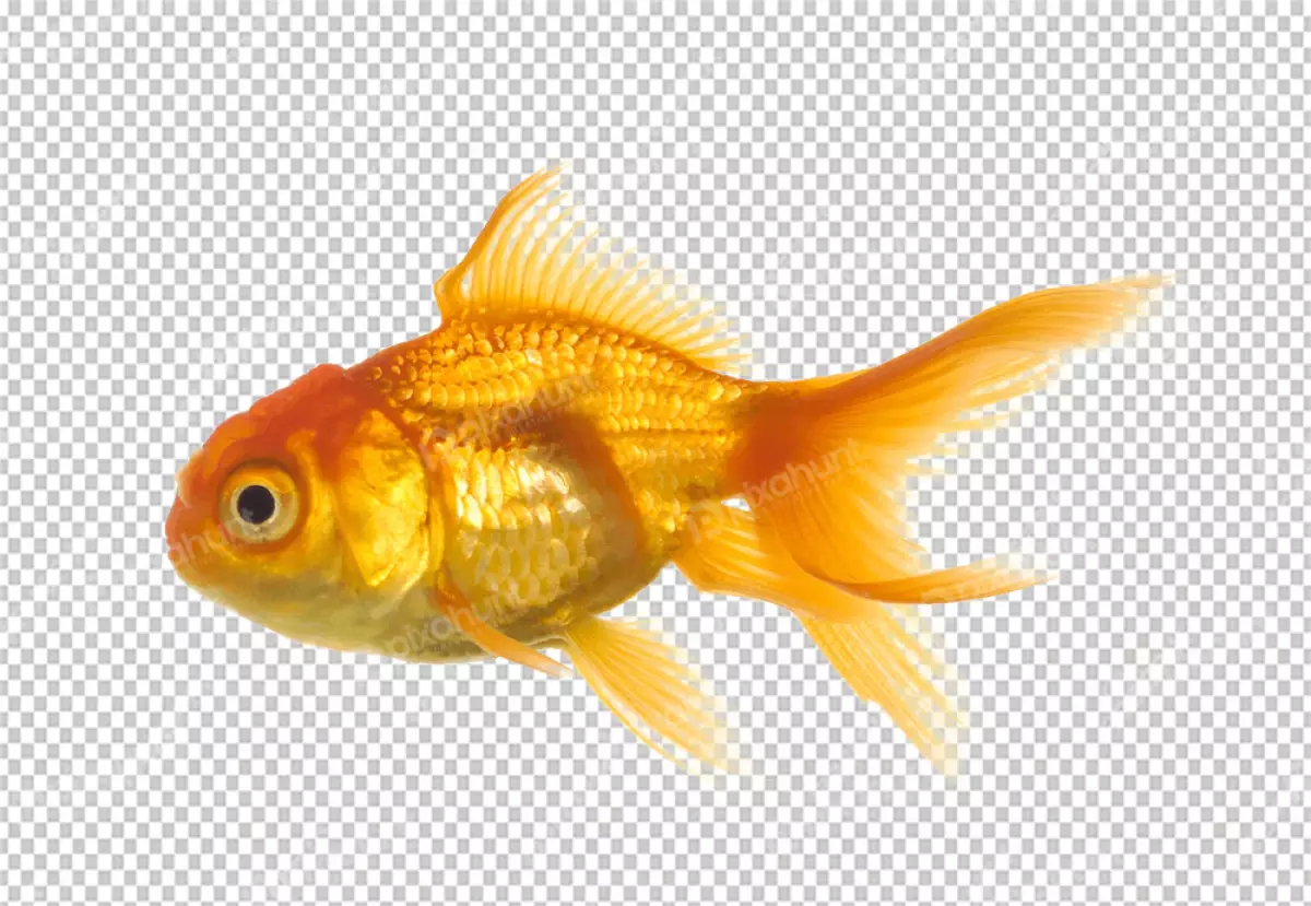Free Premium PNG Gold fish