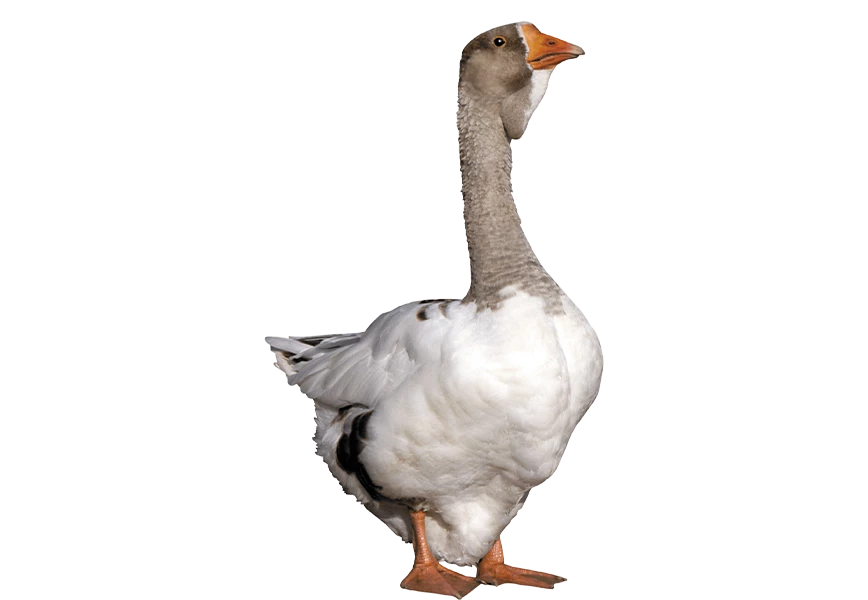 Free Premium PNG Goose Looking up from front Viwe