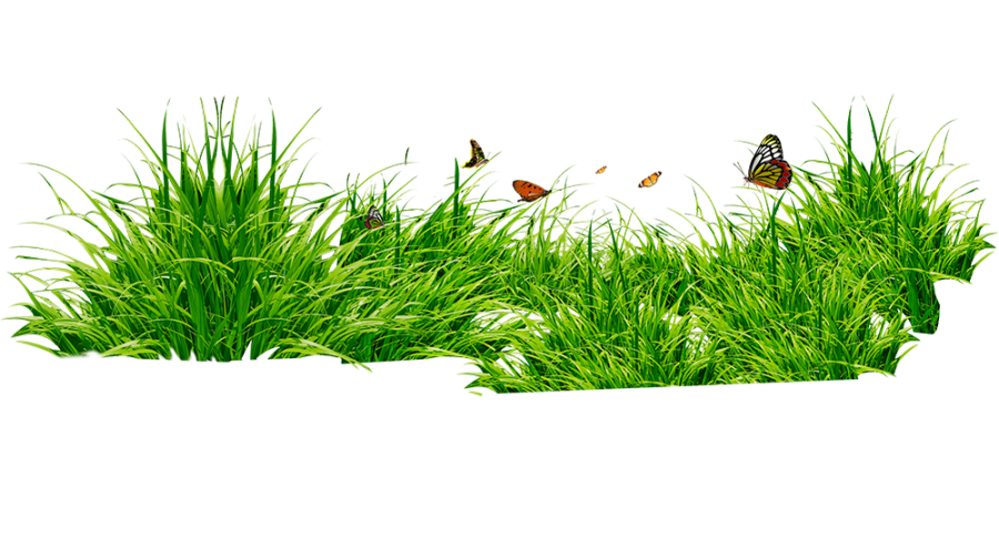 Free Premium PNG Grass Patch With Insects