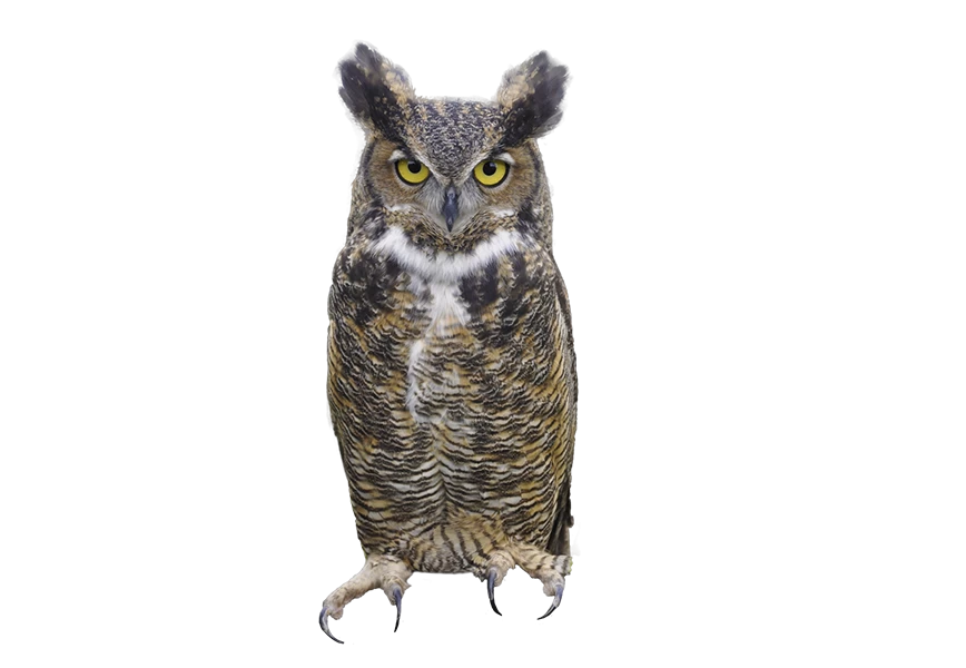 Free Premium PNG Great Horned Owl PNG