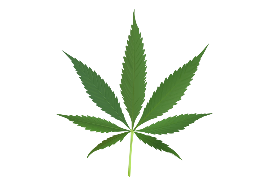 Free Premium PNG Green cannabis leaves isolated on png