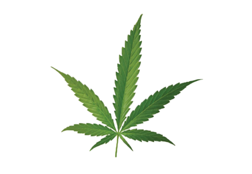 Free Premium PNG Green cannabis leaves, marijuana isolated on white background. Growing medical and herb marijuana