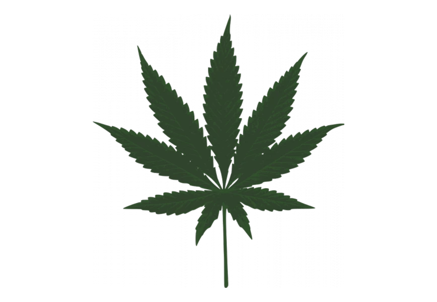Free Premium PNG Green cannabis sativa leaf isolated