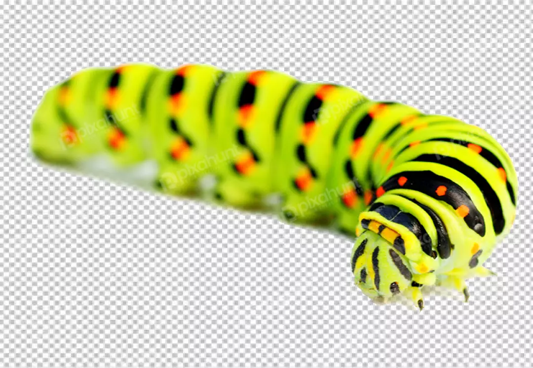 Free Premium PNG Green caterpillar with black and orange stripes