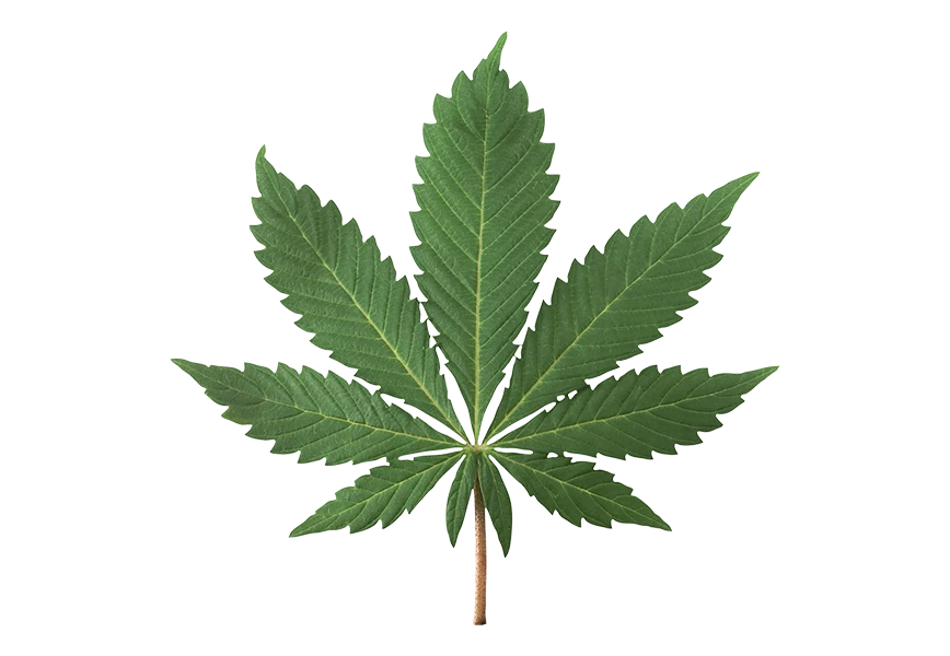 Free Premium PNG Green fresh cannabis leaves isolated png