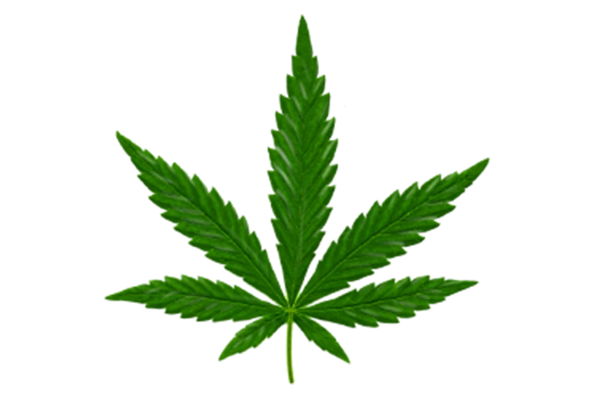 Free Premium PNG Green hemp on a transparent background png