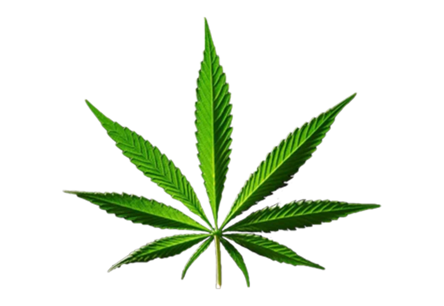 Free Premium PNG Green Leaf Cannabis on png