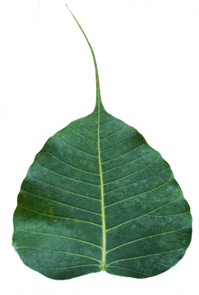 Free Premium PNG Green leaf Pho leaf, (bo leaf,bothi leaf) isolated