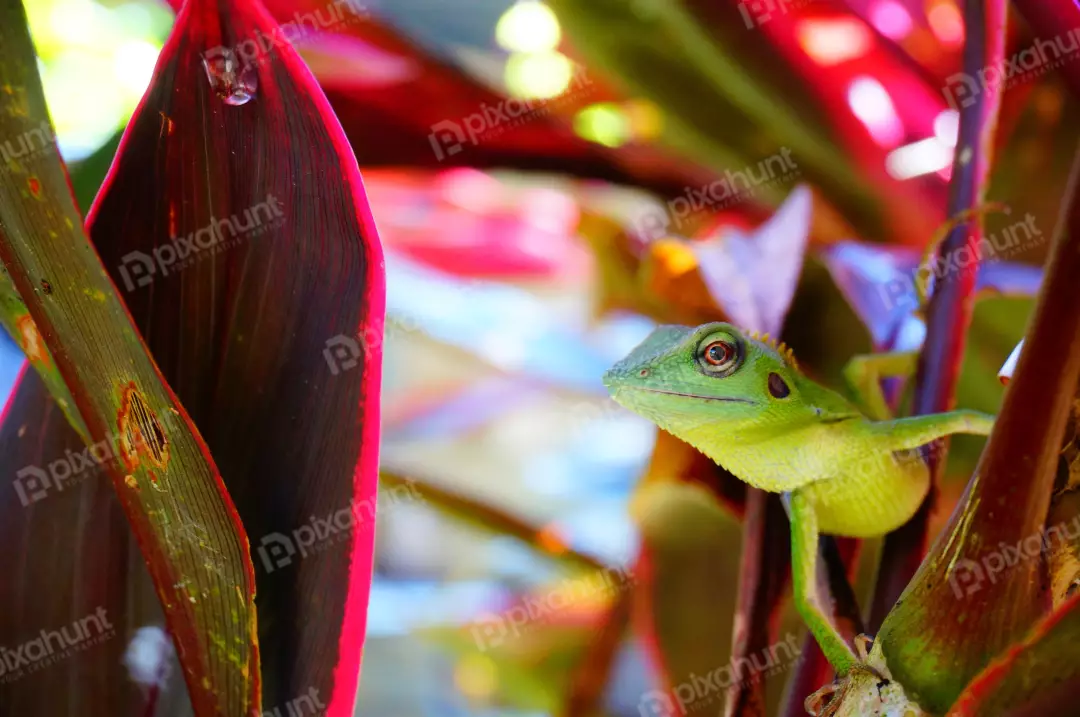 Free Premium Stock Photos Green lizard on branch, green lizard sunbathing on branch, green lizard climb on wood