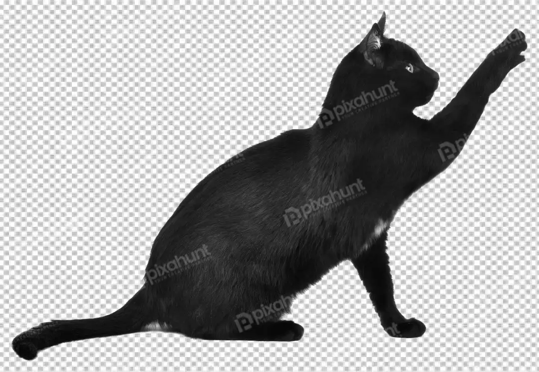 Free Premium PNG Grey kitty with monochrome wall behind her