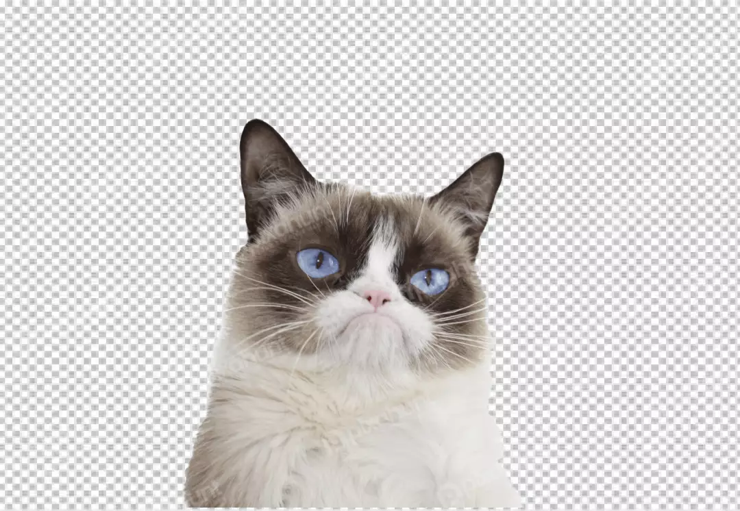 Free Premium PNG Grey kitty with monochrome wall behind her transparent  background 