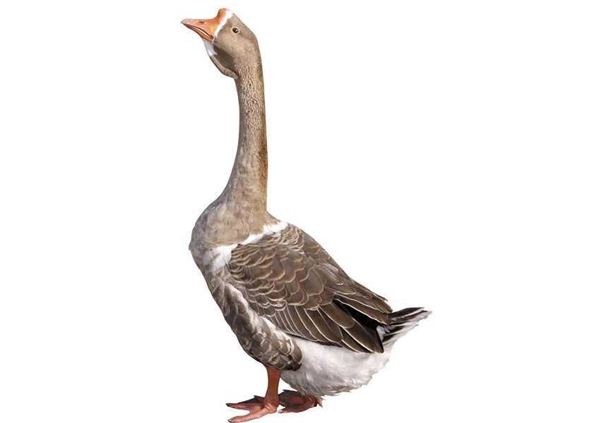 Free Premium PNG grey young goose