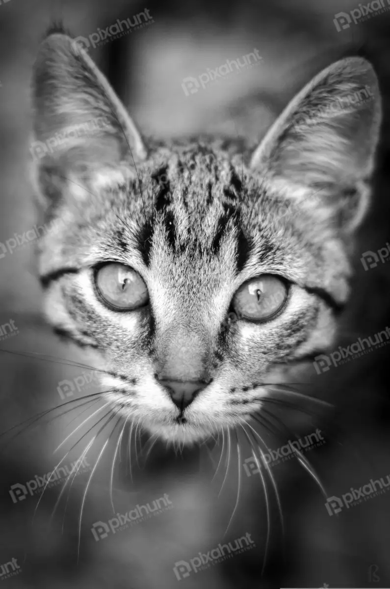 Free Premium Stock Photos he cat is facing the camera with wide open eyes | cat looking at camera