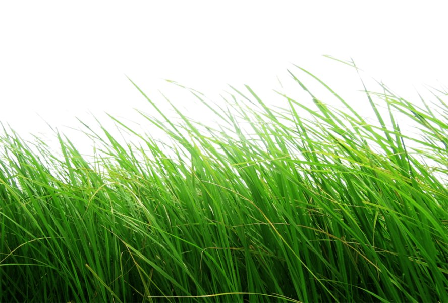Free Premium PNG High Grass