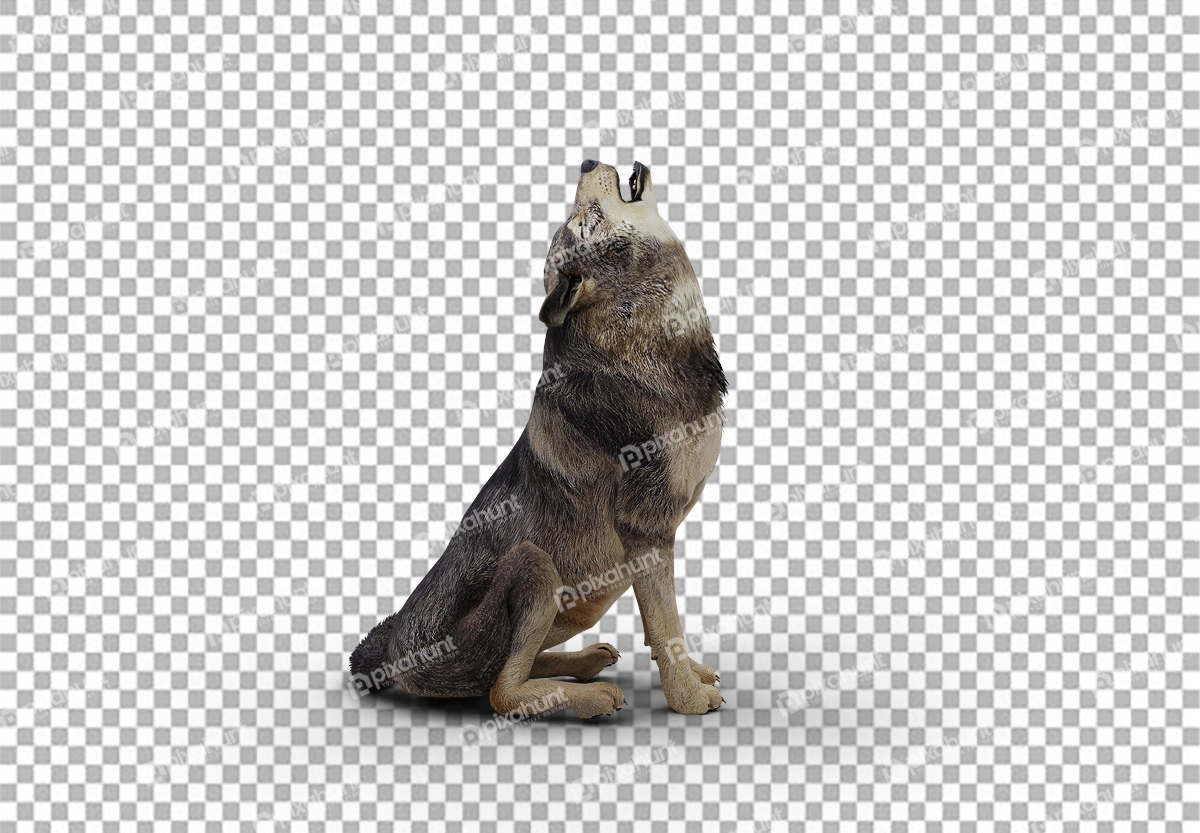 Free Premium PNG howling wolf isolated on transparent background