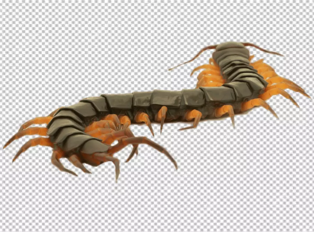 Free Premium PNG Image of centipedes or chilopoda isolated. Animal
