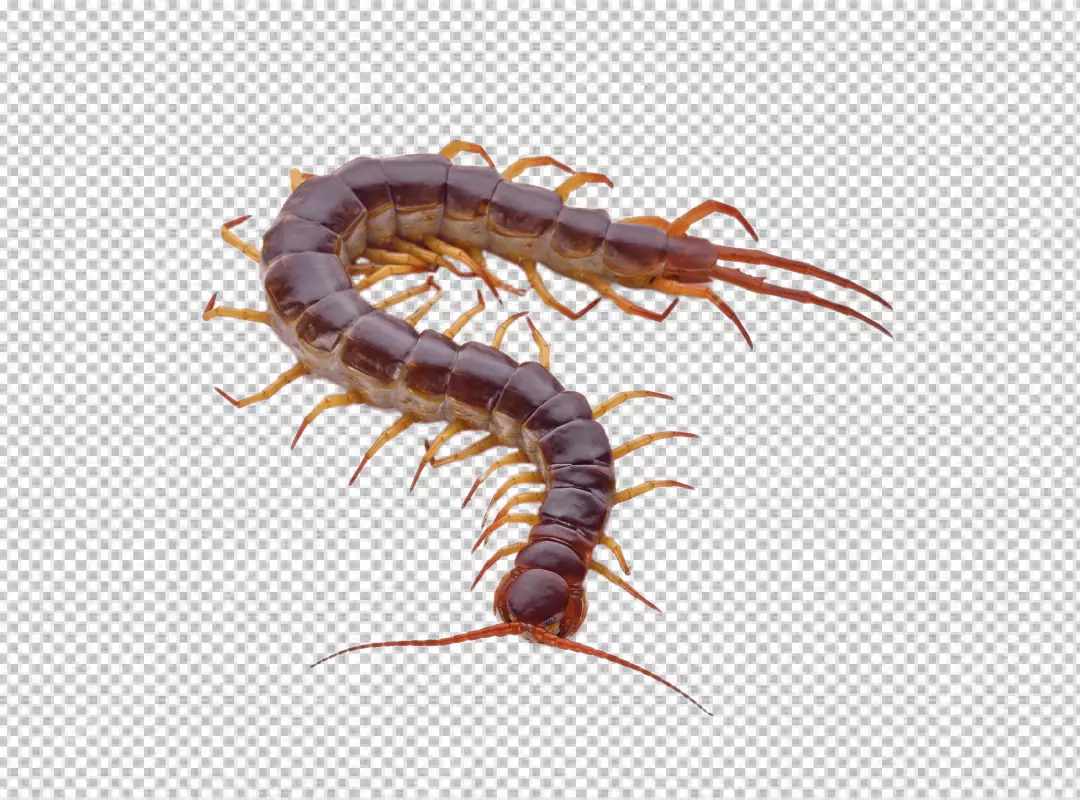Free Premium PNG Image of centipedes or chilopoda isolated. Animal. Poisonous animals.