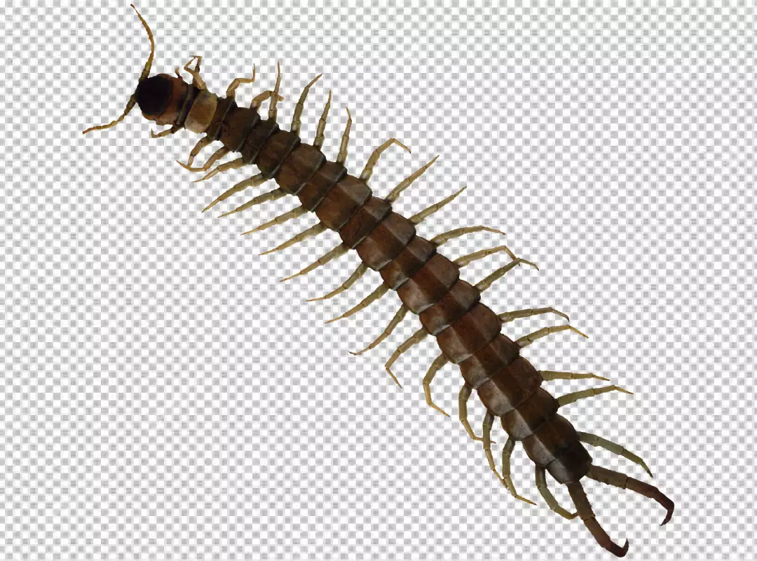 Free Premium PNG Image of centipedes or chilopoda isolated. Animal. Poisonous transparent background 