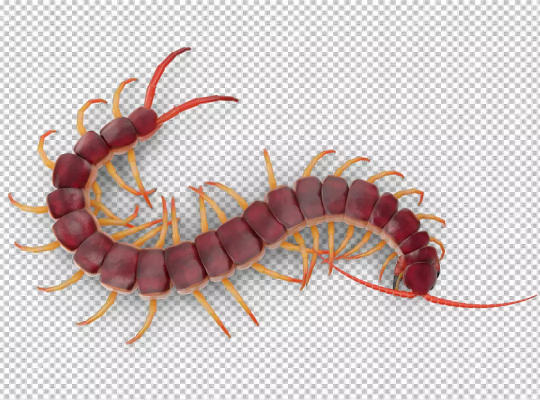Free Premium PNG Image of centipedes or chilopoda isolated transparent background