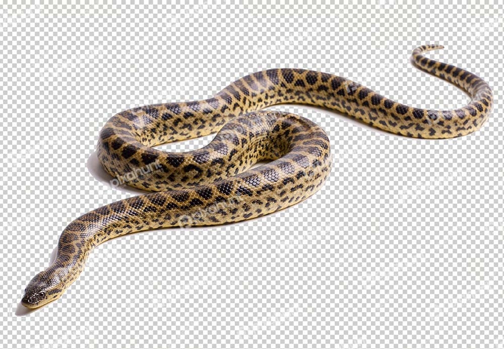 Free Premium PNG Isolated anaconda on a branch in a studio