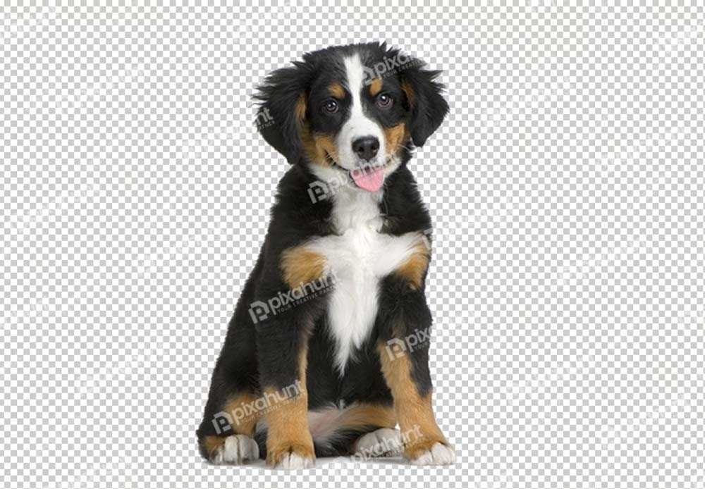 Free Premium PNG Isolated Australian shepherd with 7 months old. dog portrait | Border collie, 1 year old, sitting in front of white wall