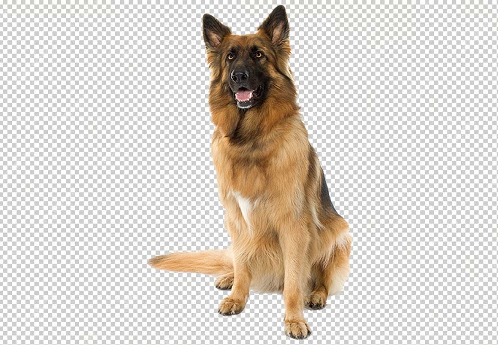 Free Premium PNG Isolated cute shepherd dog posing | Dog Look At You