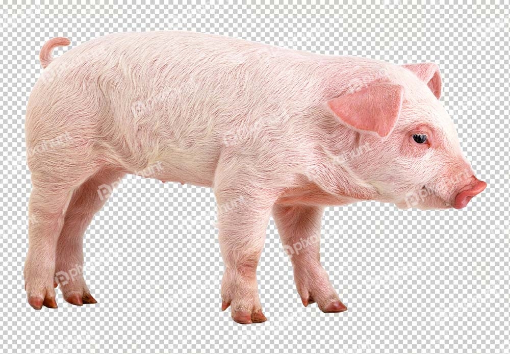 Free Premium PNG Isolated Domestic pig | Sad Pig