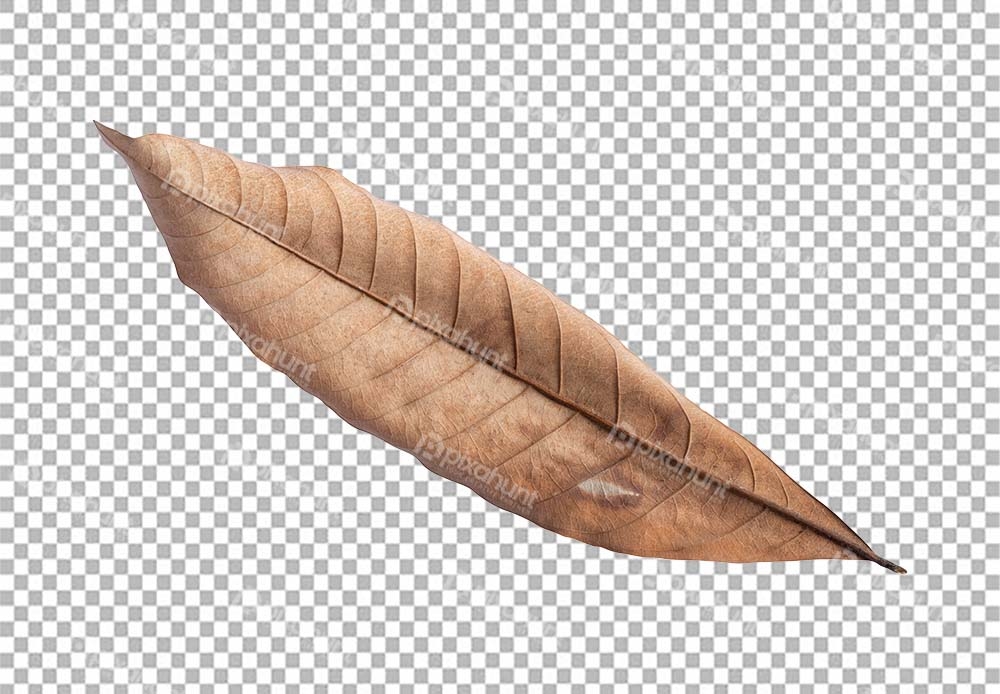 Free Premium PNG Isolated dry leaves on transparent background Tropical dry leaves