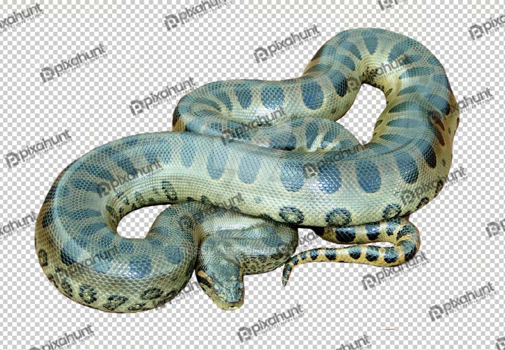 Free Premium PNG Isolated Green anaconda on a branch in a studio