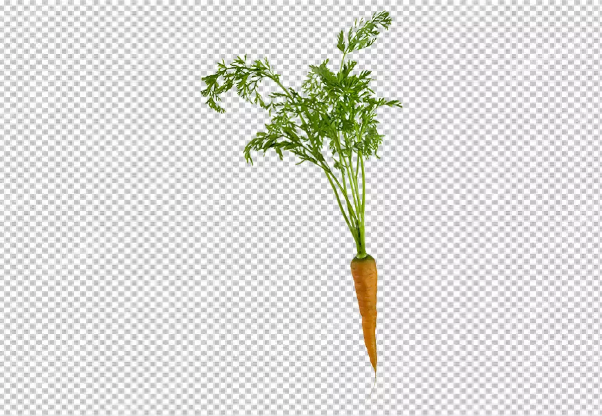 Free Premium PNG Isolated PNG of Carrot on transparent background