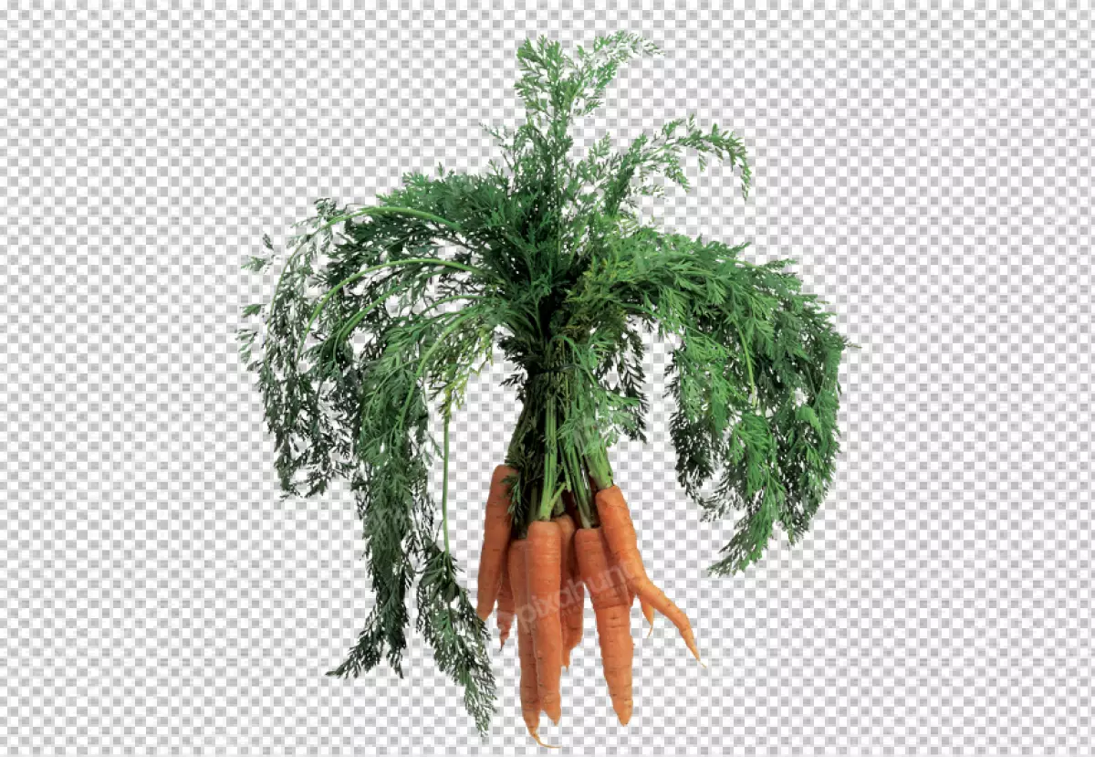 Free Premium PNG Isolated PNG of Carrot on transparent background for Carrot Day