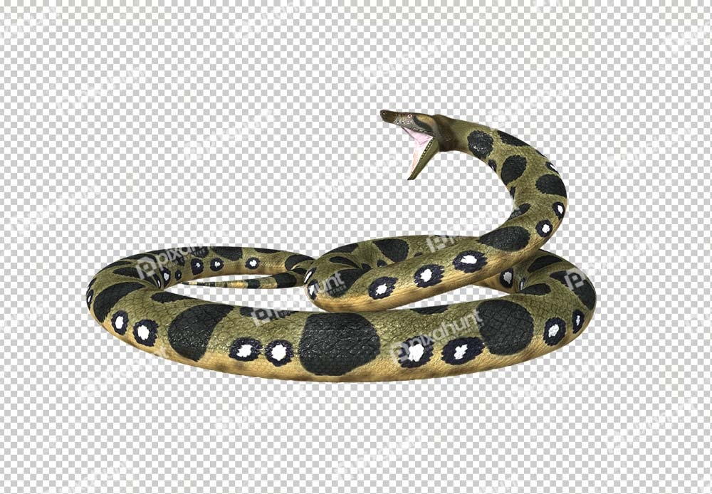 Free Premium PNG Isolated Portrait of the heaviest snake the green anaconda