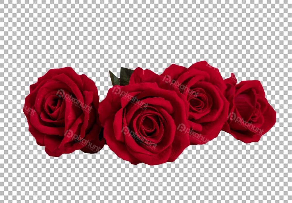 Free Premium PNG Isolated premium Valentines Day Rose | Red rose with drops