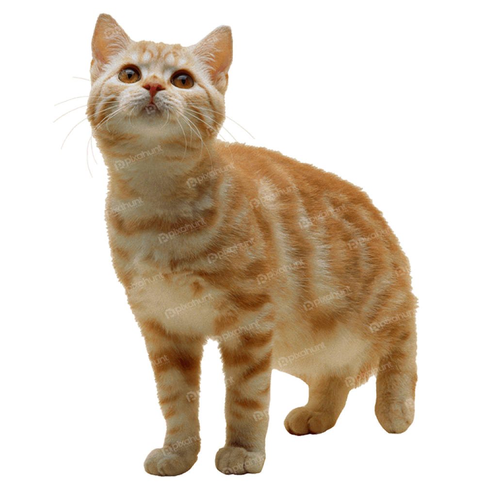 Free Premium PNG Isolated Sweet Cat Kitten