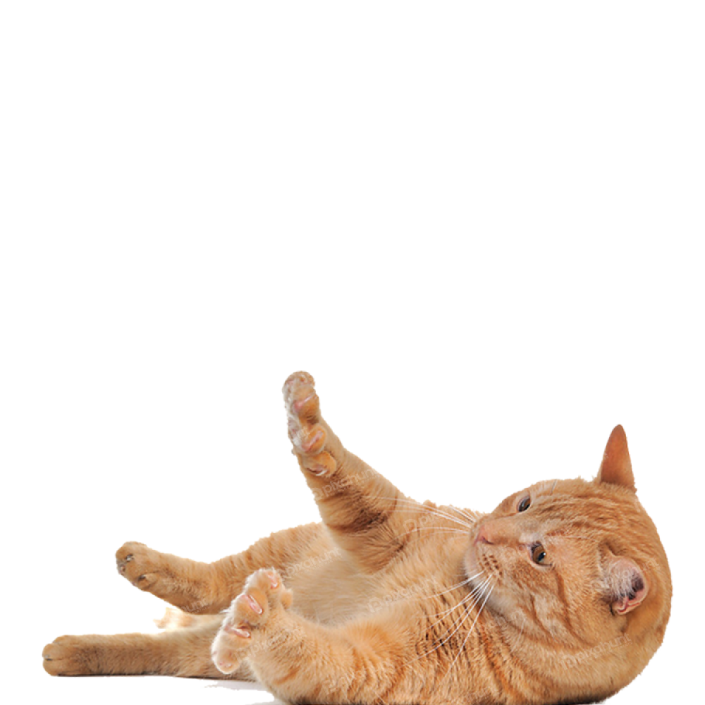 Free Premium PNG Isolated vertical closeup of a long-haired tabby cat lying down holding a bird's feather in mouth