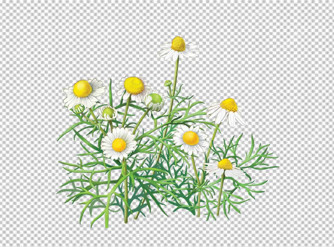 Free Premium PNG Isolated white and orange daisy with petals