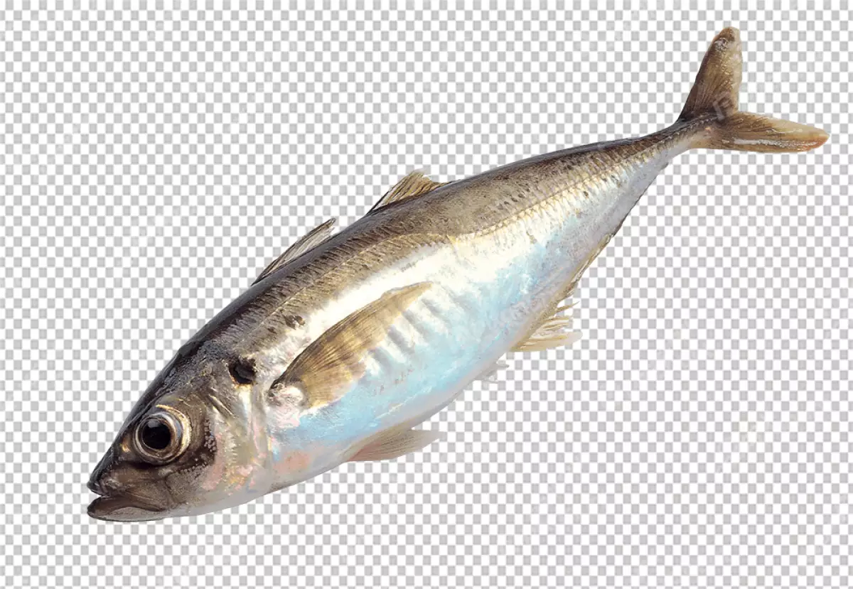 Free Premium PNG It is a side view of the fish, and it is facing the left