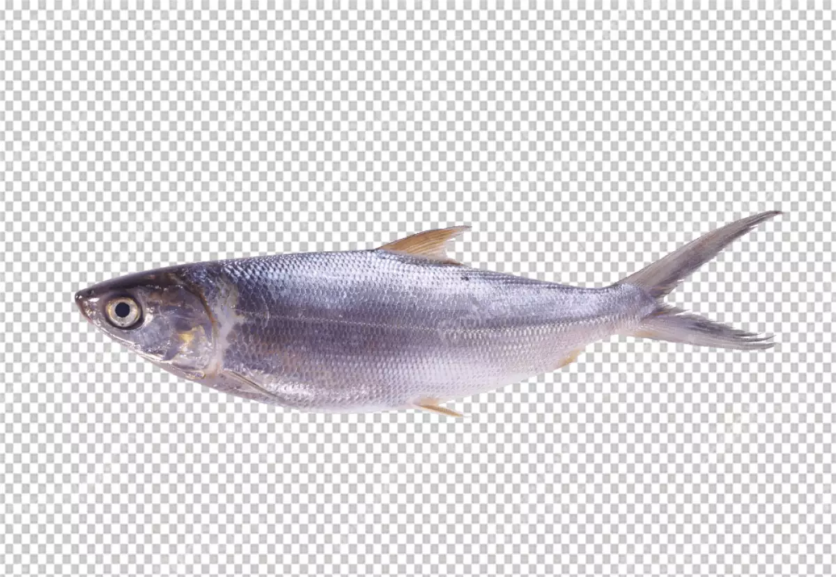 Free Premium PNG It is a small, silvery fish with a long, thin body