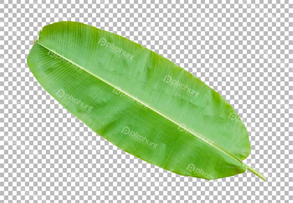 Free Premium PNG Kola Peta (Banana leaf) isolated on transparent background Fresh green banana leaves
