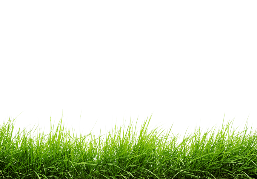 Free Premium PNG Line Of Grass