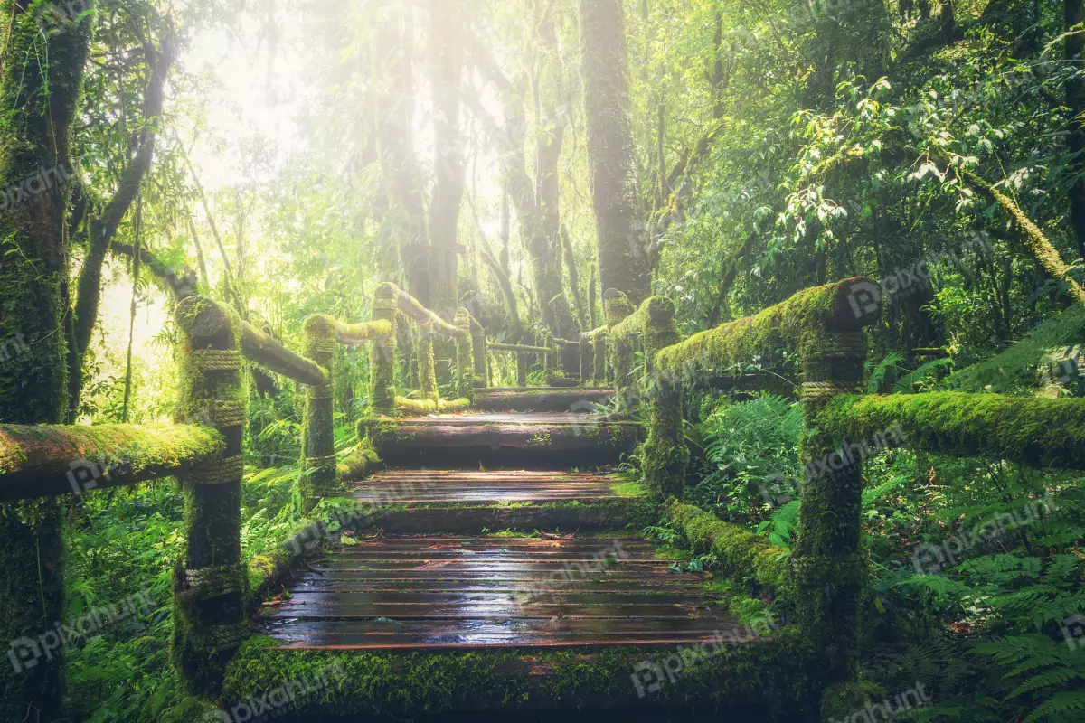 Free Premium Stock Photos looking up at a wooden walkway that leads through a lush green forest