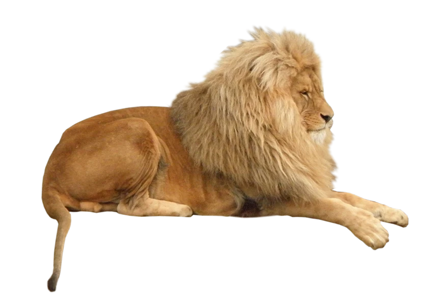 Free Premium PNG Male adult lion lying down, Panthera leo, isolated png