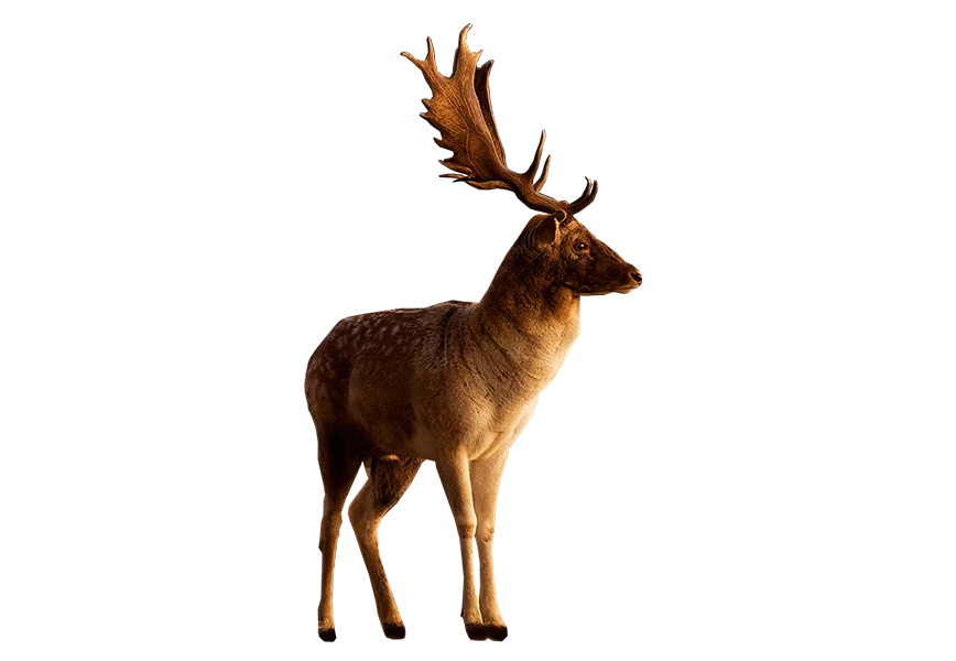 Free Premium PNG Male Deer looking to side